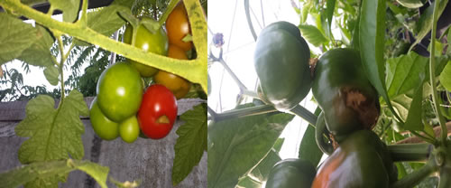 Blütenendfäule an Tomaten & Paprika